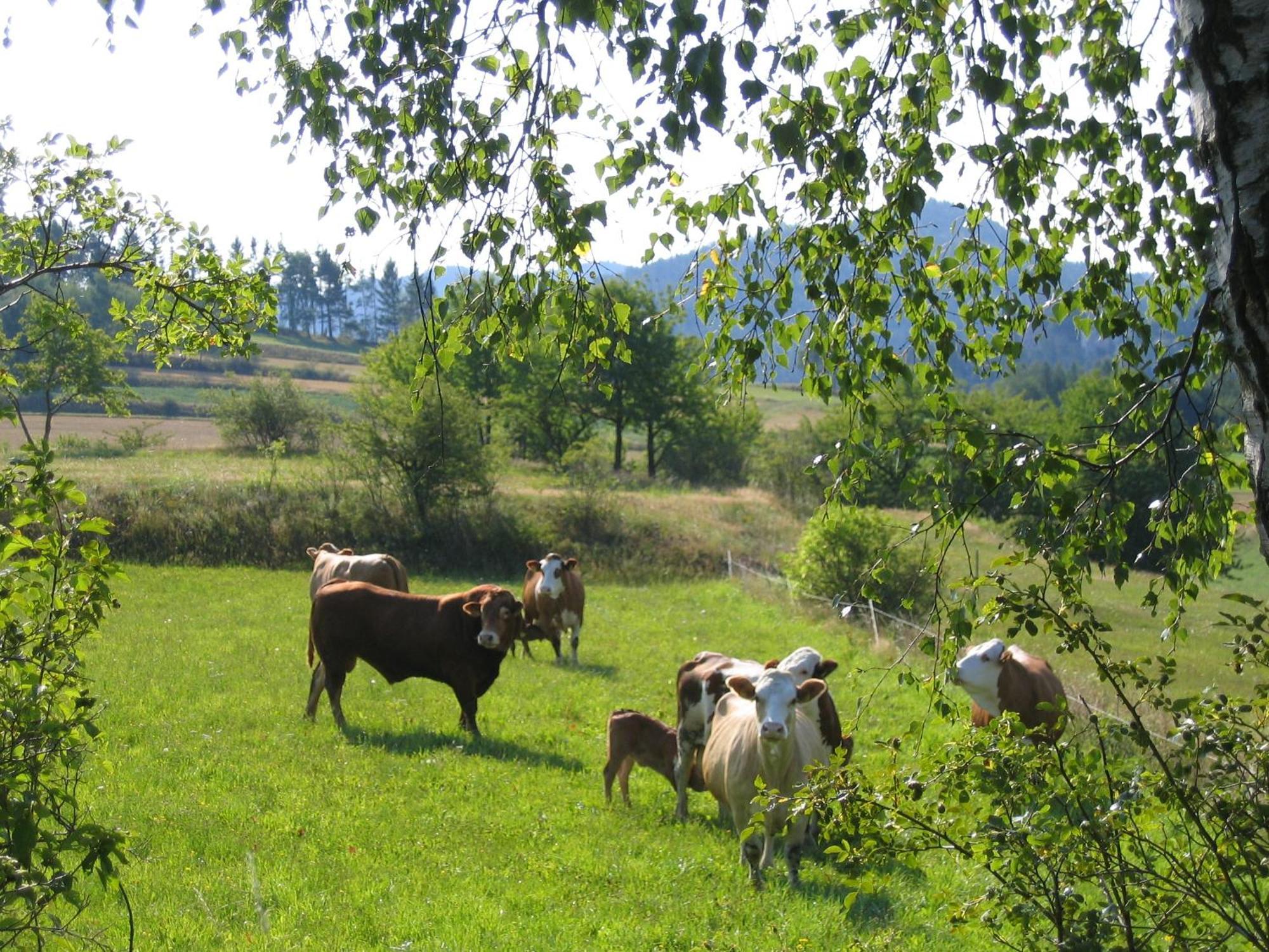 Ferienhof Stanzl Rappottenstein Zewnętrze zdjęcie