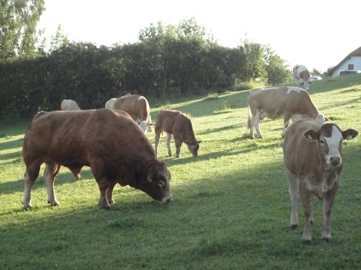 Ferienhof Stanzl Rappottenstein Zewnętrze zdjęcie